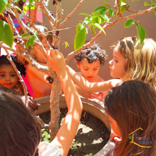 crianças colhendo jabuticaba na colônia de férias brincantes