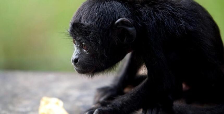 macaquito agora sim